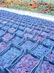 Bins%20of%20grapes%20for%20passito%20at%20Montesissa.JPG