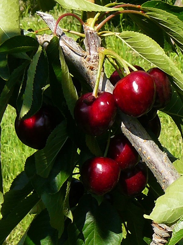 http://www.cornichon.org/Cherry%20cluster%20at%20Hanrahan%20Orchard.JPG