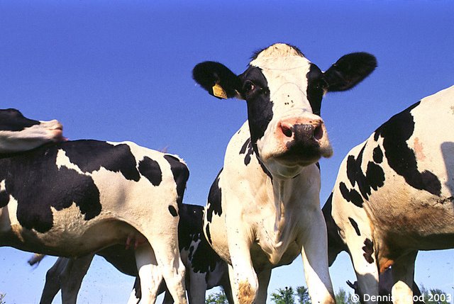 Cows 480.jpg