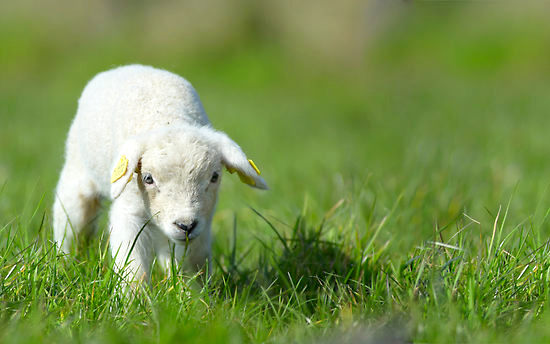 Cute baby lamb.jpg