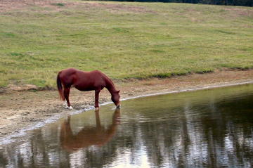 Dearie takes a drink