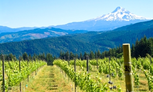 Mount_Hood_Oregon_Vineyard_md.jpg