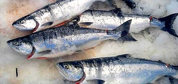 Reefnet-Caught Ike Jime Wild Fraser River Sockeye_photo credit Riley Starks.jpg