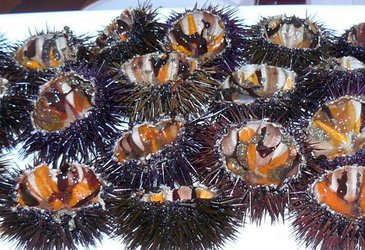 Sea%20Urchins%20at%20tasting.JPG