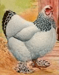 hen.gif