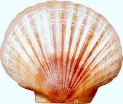 shell-scallops.jpg