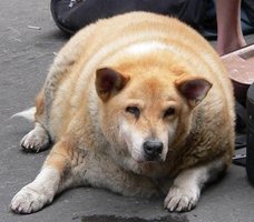 fat_dog.jpg